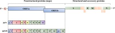 The Interplay Between Coronavirus and Type I IFN Response